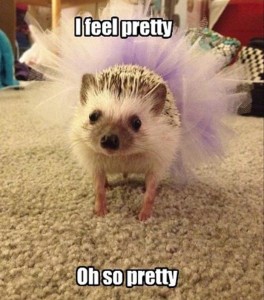 funny-hedgehog1