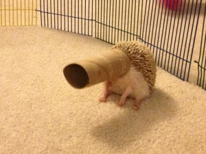 hedgetwo